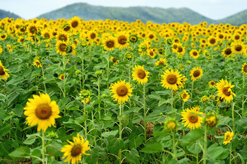 Yellow and green of sunflower field with mountains background