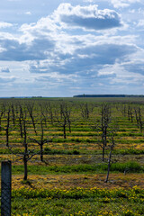 Fototapeta na wymiar apple trees in the spring in the orchard