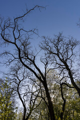 deciduous trees in a mixed forest in the spring season