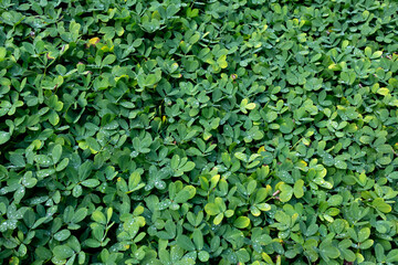 Ivy hedge background. Backdrop of green leaves. Vertical garden. Green wall. Green plant texture.