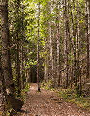Flat trail through evergreen forest in spring with tree in middle of trail