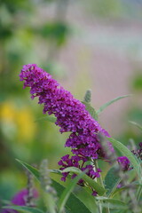 flower purple in the garden
