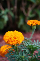 orange flower in the garden