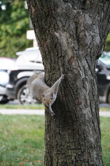 squirrel on the tree