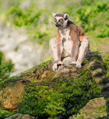 Lemur