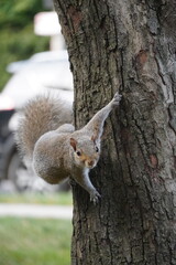 squirrel on the tree