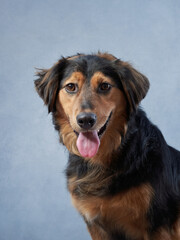 Portrait of a beautiful dog on blue background. Mix of breeds. Happy Pet in the studio