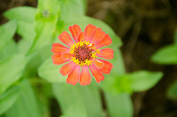 orange flower in the garden