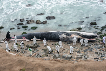 beached whale coast Peru. Punta Hermosa beach