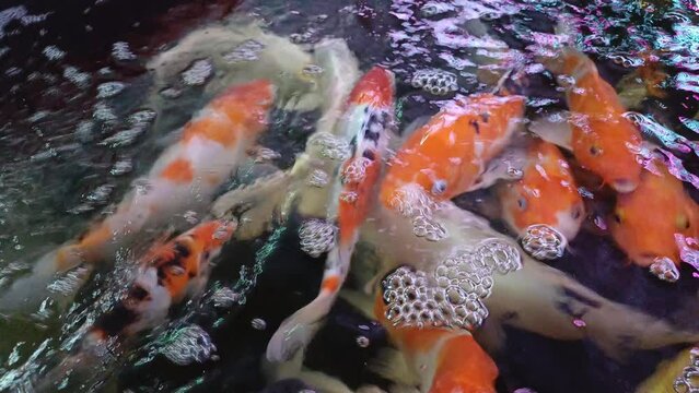 Colorful Koi Fish or Japanese Koi Carp swimming in the pond.