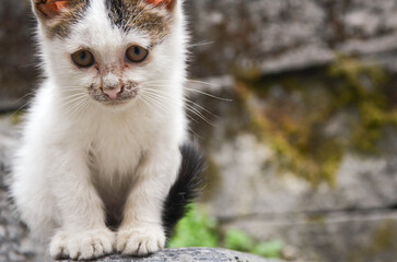 Obraz premium portrait of a cat