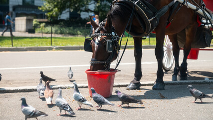 A close-up shot of a horse eating food surrounded by birds in Central Park.