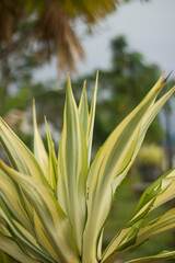 Furcraea foetida (Giant Cabuya, Green aloe or Mauritius hemp) plant in the garden. furcraea foetida They are intended to beautify the park