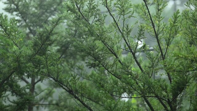 雹が混じる猛烈な雨　土砂降り　ゲリラ豪雨