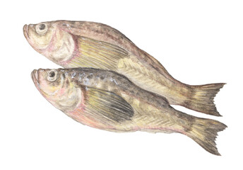 ハタハタ　水彩色鉛筆魚イラスト