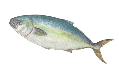 ブリ　水彩色鉛筆イラスト