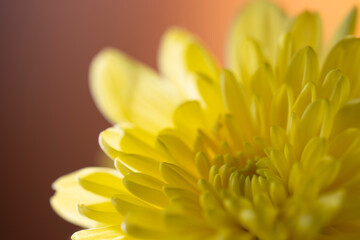 キク 黄色い菊 黄色い花