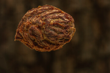 peach pit in closeup