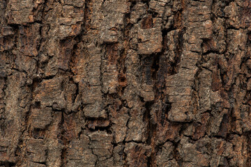 Wood texture, wooden background for construction concept design