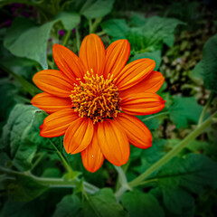 orange dahlia flower
