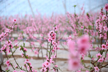 The peach trees in the greenhouse are in blossom