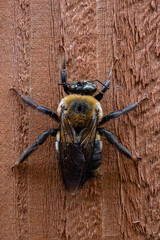 macro shot top view of a carpenter bee sitting on a wooden board