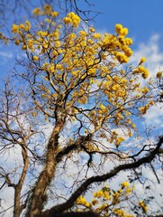 Ipê Amarelo 1