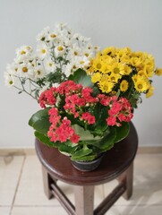Flores 01