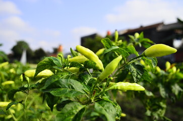 Chili plants thrive, the fruit is ripe, ready to be harvested by farmers. This chili is famous for being spicy. It's red when it's overripe. blurry background
