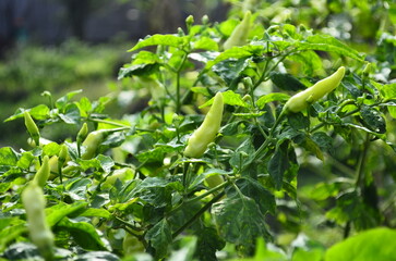 Chili plants thrive, the fruit is ripe, ready to be harvested by farmers. This chili is famous for being spicy. It's red when it's overripe. blurry background