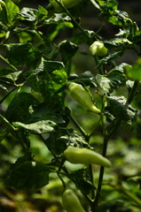Fototapeta premium Chili plants thrive, the fruit is ripe, ready to be harvested by farmers. This chili is famous for being spicy. It's red when it's overripe. blurry background