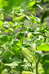 Chili plants thrive, the fruit is ripe, ready to be harvested by farmers. This chili is famous for being spicy. It's red when it's overripe. blurry background