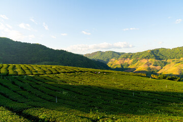 tea plantation and green tea plantation