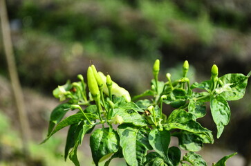 Chili plants thrive, the fruit is ripe, ready to be harvested by farmers. This chili is famous for being spicy. It's red when it's overripe. blurry background