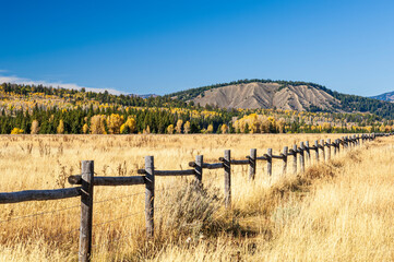 Fence line bordering a grassy meadow with golden leaved aspens and green fir trees in the background
