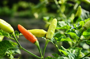 Chili plants thrive, the fruit is ripe, ready to be harvested by farmers. This chili is famous for being spicy. It's red when it's overripe. blurry background