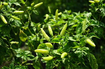 Chili plants thrive, the fruit is ripe, ready to be harvested by farmers. This chili is famous for being spicy. It's red when it's overripe. blurry background