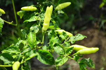 Chili plants thrive, the fruit is ripe, ready to be harvested by farmers. This chili is famous for being spicy. It's red when it's overripe. blurry background