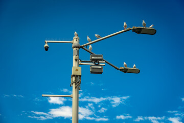 Seagulls perching on top of the light pole and telecommunications tower
