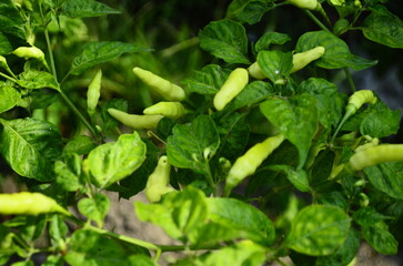 Chili plants thrive, the fruit is ripe, ready to be harvested by farmers. This chili is famous for being spicy. It's red when it's overripe. blurry background