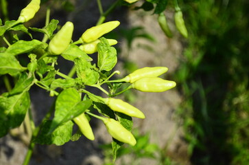 Obraz premium Chili plants thrive, the fruit is ripe, ready to be harvested by farmers. This chili is famous for being spicy. It's red when it's overripe. blurry background