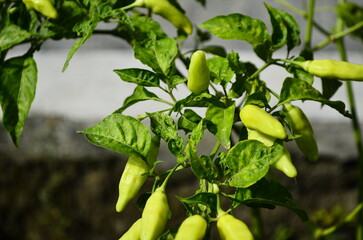 Chili plants thrive, the fruit is ripe, ready to be harvested by farmers. This chili is famous for being spicy. It's red when it's overripe. blurry background