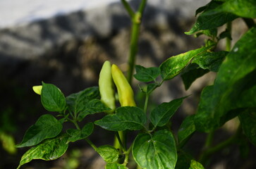 Chili plants thrive, the fruit is ripe, ready to be harvested by farmers. This chili is famous for being spicy. It's red when it's overripe. blurry background