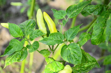 Chili plants thrive, the fruit is ripe, ready to be harvested by farmers. This chili is famous for being spicy. It's red when it's overripe. blurry background