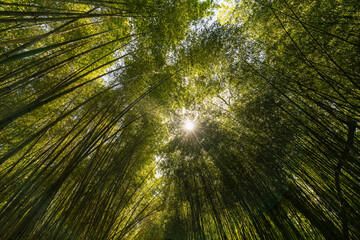 Obraz premium View of the sun breaking through bamboo thickets in the Lower Park of the Sochi Arboretum, Sochi, Krasnodar Territory, Russia