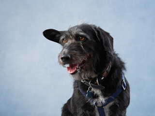 Portrait of a beautiful fur black dog on blue background. Mix of breeds. Happy Pet in the studio
