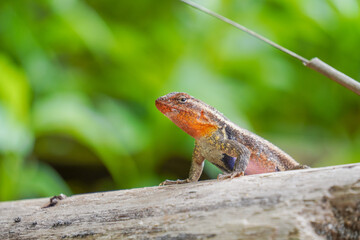 Reptile in Montezuma Puntarenas Costa Rica