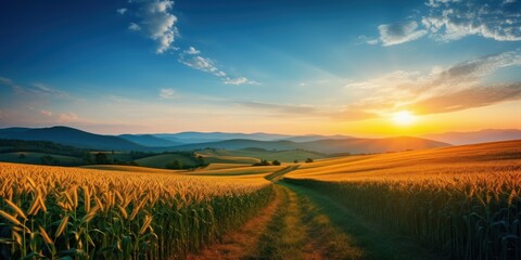 Fields of corn in the rays of dawn on a hilly landscape. AI generation 