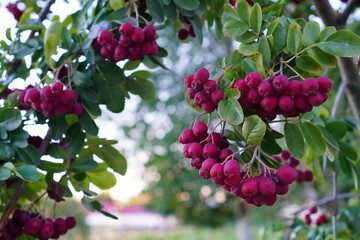 autumn with clusters of burgundy rowan berries on a branch among green leaves in the park. Place to insert text