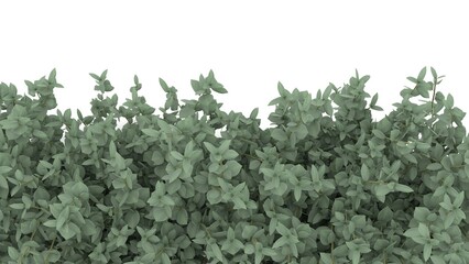 indoor plant, on a white isolated background, 3d render